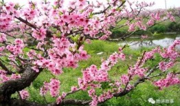 一树桃花开 在线观看,浪漫邂逅，花开花落的故事