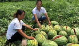 龙州网红吃瓜事件,揭秘网络舆论的风暴与真相